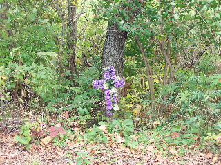 A flower cross along the trail